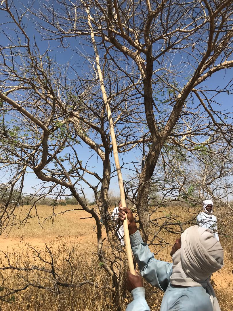 RECOLTE DE GOMME ARABIC